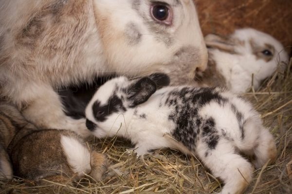 Daughter thought she had saved “cute bunnies”. The vet looks shocked when he realises what they are
