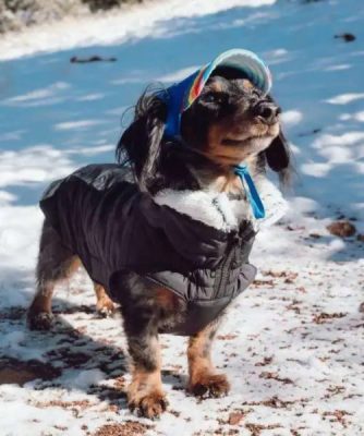 Does your dog understand you? 10 habits that are worth paying attention to
