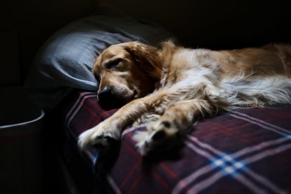Crying dog refuses to get out of bed. Vet asks