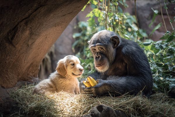 Puppy Slips Into Chimp Enclosure – What Zookeepers Witness Next Is Astonishing!