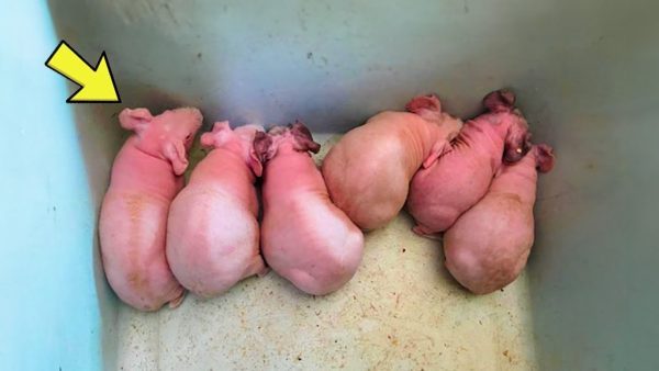 Daughter thought she had saved “cute bunnies”. The vet looks shocked when he realises what they are