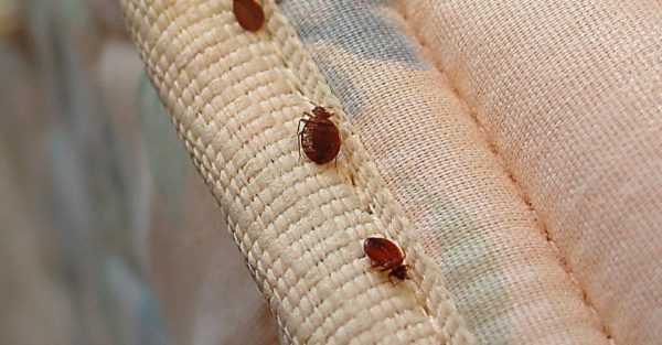 Seen this brown bug? Don’t squash it – here’s what to do