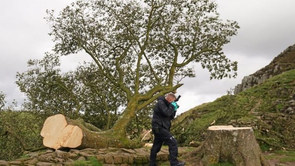 Rude Neighbor Ignores Warning And Cuts His Tree — Then Finds This Inside!