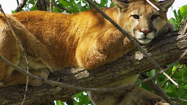 The tour guide helped a lioness give birth, but he was not ready for what happened next
