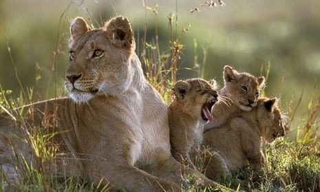 The tour guide helped a lioness give birth, but he was not ready for what happened next