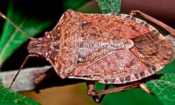 Seen this brown bug? Don’t squash it – here’s what to do
