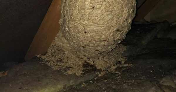 Mężczyzna myślał, że znalazł gniazdo os – ekspert ujawnił prawdę