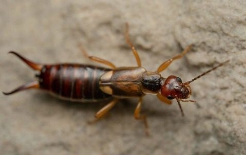 Don’t do this! This is precisely why earwigs invade homes