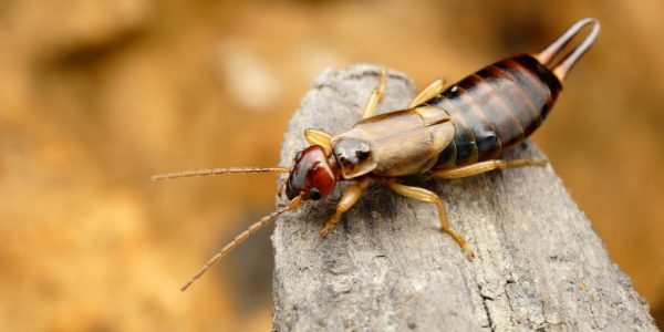 Don’t do this! This is precisely why earwigs invade homes