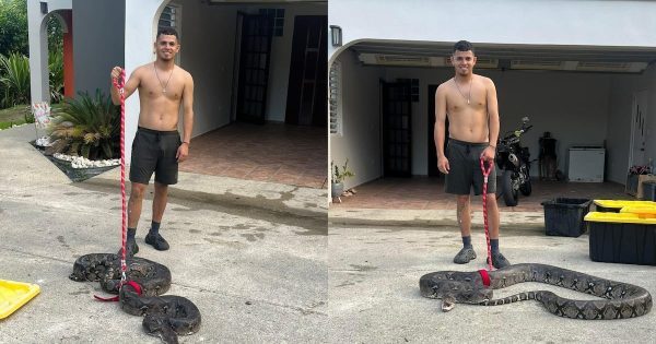 Watch this video of Gongo catching two giant snakes in Puerto Rico