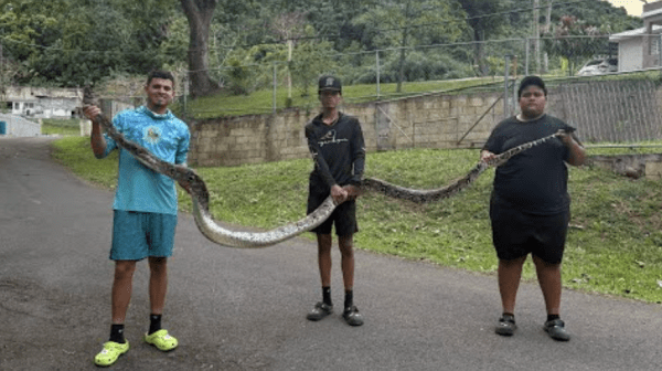 Watch this video of Gongo catching two giant snakes in Puerto Rico