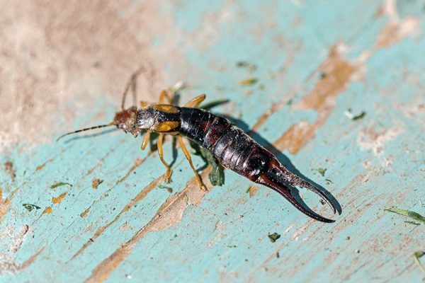 Don’t do this! This is precisely why earwigs invade homes