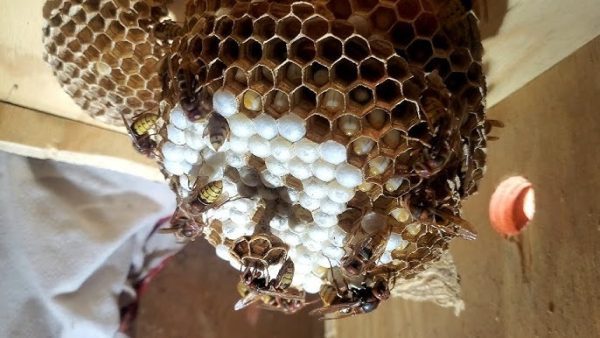 Mężczyzna myślał, że znalazł gniazdo os – ekspert ujawnił prawdę