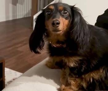 Very Awkward Dachshund Has All Eyes On Dad