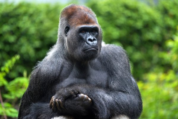 Who will win: 100 people or one gorilla? A view from an evolutionary point of view