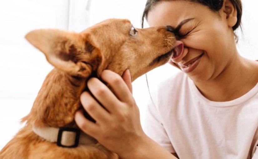 Le leccate dei cani non sono baci. Ecco cosa intende davvero il tuo cane quando lecca…