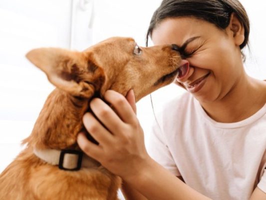 Dog licks aren’t kisses. Here’s what your dog really means when it licks…
