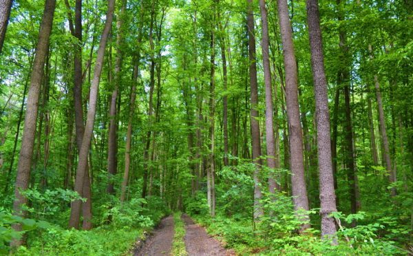 A crezut că era doar un copac ciudat – până când pădurea a prins viață