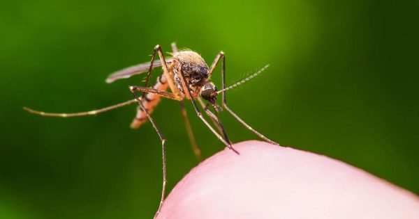 Țânțarii sunt atrași de persoanele cu această grupă sanguină