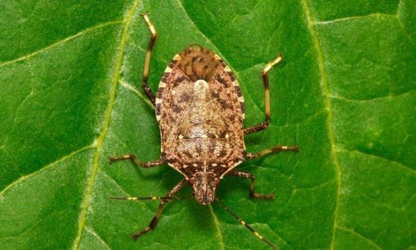 Ai văzut această ploșniță maro? Nu o strivi – iată ce trebuie să faci