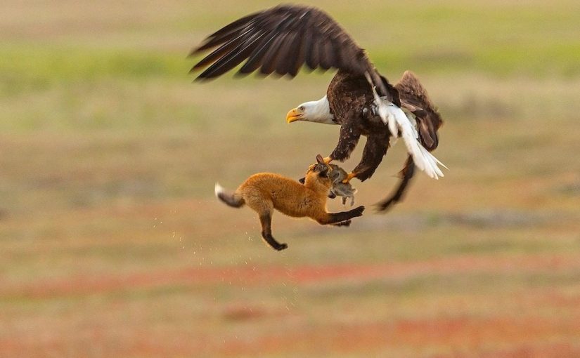 Vulturul scoate puiul de vulpe din curte – Ceea ce au descoperit vecinii i-a șocat pe toți!