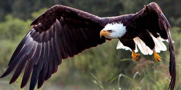 Vulturul răpește un cățeluș din curte – Ce descoperă vecinii te va uimi