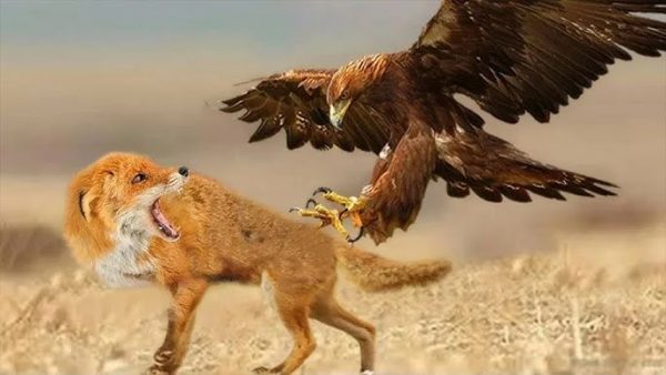 Vulturul scoate puiul de vulpe din curte – Ceea ce au descoperit vecinii i-a șocat pe toți!