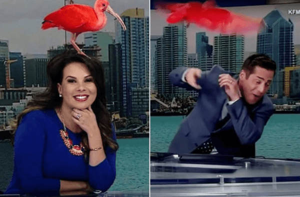 Telespectatorii au trebuit să privească în altă parte când s-a întâmplat la televiziunea în direct