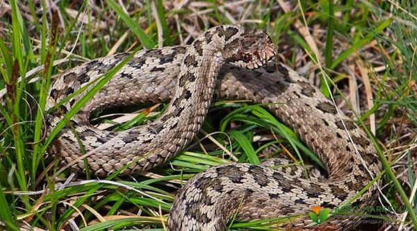 Am găsit acest șarpe în grădina mea… Dar când veterinarul l-a văzut, a pălit și a strigat: „Cheamă imediat o ambulanță!”