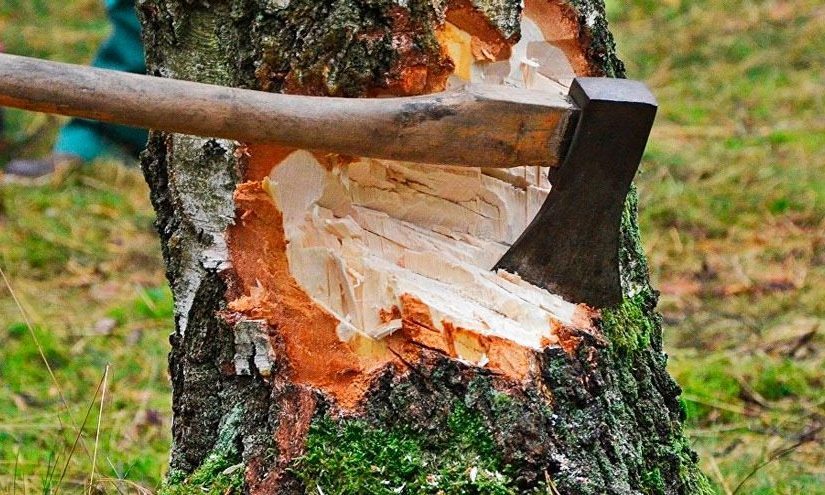 Vecin nepoliticos ignoră avertismentul și își taie copacul – apoi găsește asta înăuntru!