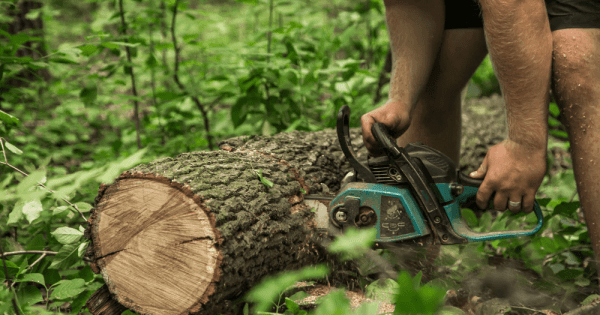 Vecin nepoliticos ignoră avertismentul și își taie copacul – apoi găsește asta înăuntru!