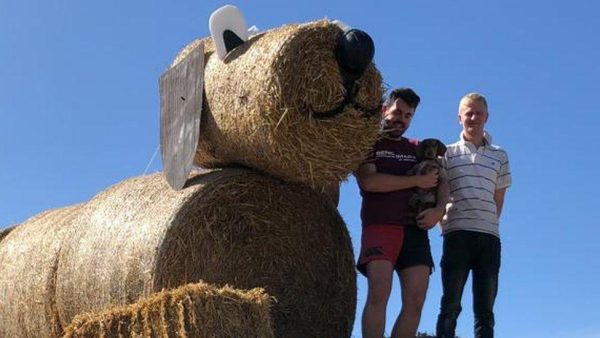 K9 Keeps Barking at Hay Bales… Officer Turns Pale When He Cuts One Open