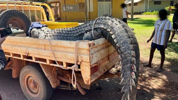 Driver Returns to Find Crocodile Climbing Into His Truck, Then Realizes Why