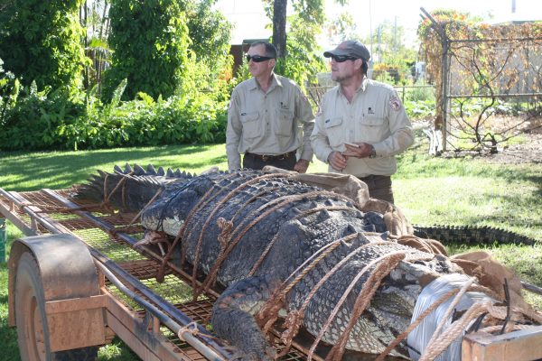 Driver Returns to Find Crocodile Climbing Into His Truck, Then Realizes Why