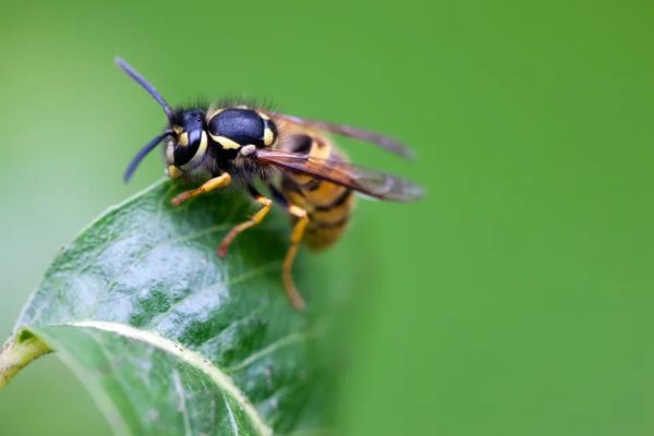 This simple trick will help repel wasps